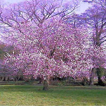 فندق Le Moulin Fleuri Du Petit Appeville Hautot-sur-Mer